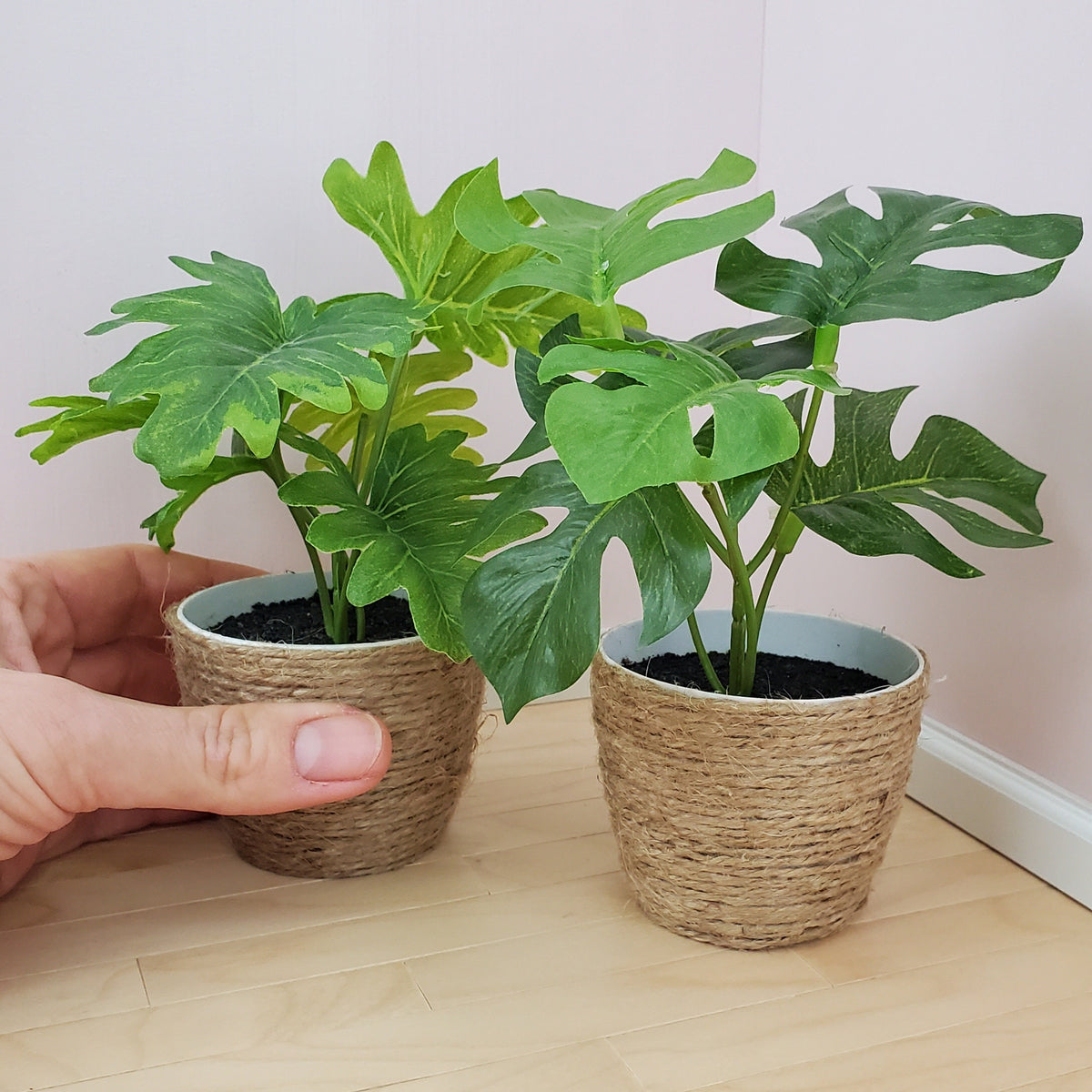 miniature monstera Miniature Plants in Jute basket - Large | Mini Monstera or Philodendron