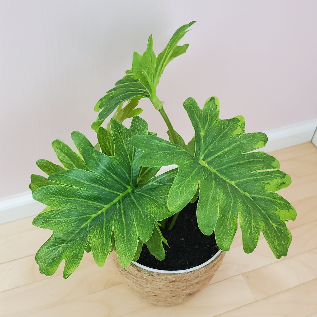 dollhouse philodendron Miniature Monstera Floor Plant in Jute basket