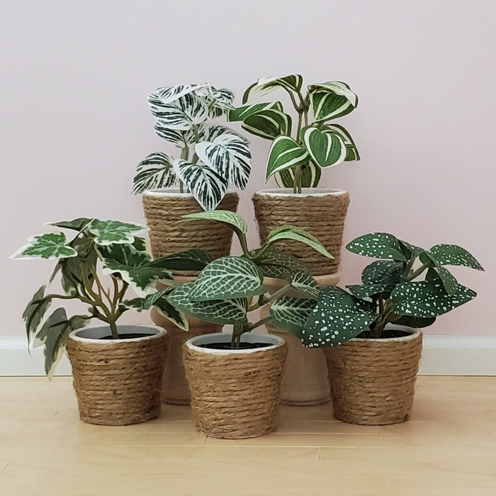 Miniature plants in jute basket - small
